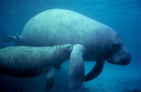Manatee calf nursing