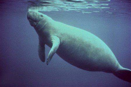 Image title: Marine mammal animal manatee surfacing to breathe
Image from Public domain images website, http://www.public-domain-image.com/full-image/fauna-animals-public-domain-images-pictures/manate