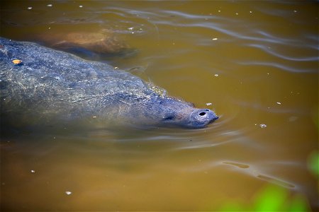 A manatee surfaces in the turn basin in Launch Complex 39 at NASA's Kennedy Space Center in Florida. The turn basin is a refuge for manatees and other marine life during the hot summer months on the S photo