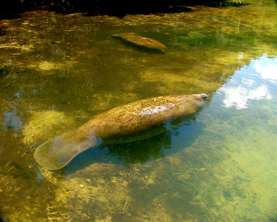 Image title: Trichechus manatus manatus antilean mantage animal
Image from Public domain images website, http://www.public-domain-image.com/full-image/fauna-animals-public-domain-images-pictures/manat