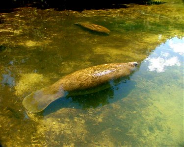 Image title: Trichechus manatus manatus antilean mantage animal
Image from Public domain images website, http://www.public-domain-image.com/full-image/fauna-animals-public-domain-images-pictures/manat