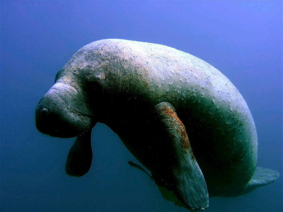 Vaca marina o manatí, Trichechus manatus. Golfo de México.
 NOS Image Gallery - NOAA