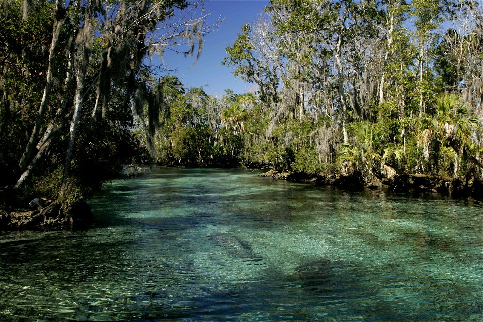 Image title: Tropical habitat natural environment for manatee mammals
Image from Public domain images website, http://www.public-domain-image.com/full-image/fauna-animals-public-domain-images-pictures