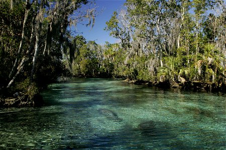 Image title: Tropical habitat natural environment for manatee mammals
Image from Public domain images website, http://www.public-domain-image.com/full-image/fauna-animals-public-domain-images-pictures