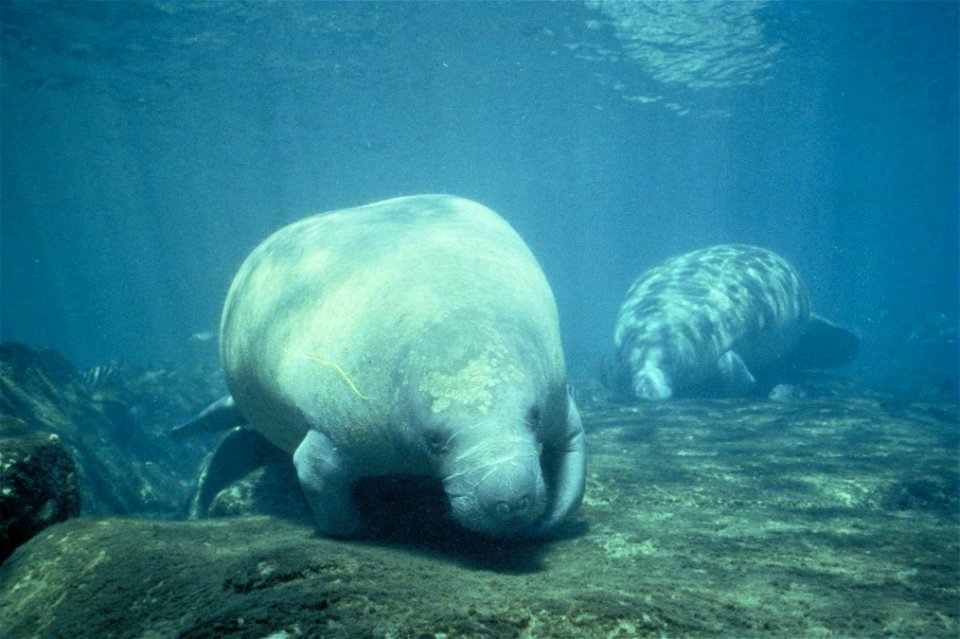 Image title: Two west Indian manatee trichechus manatus foraging for food
Image from Public domain images website, http://www.public-domain-image.com/full-image/fauna-animals-public-domain-images-pict