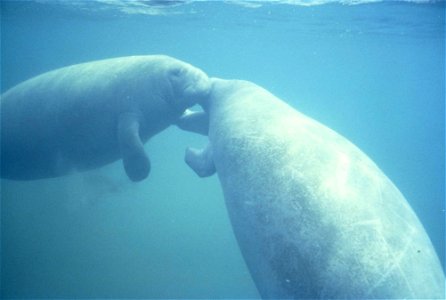 Image title: Two west Indian manatee trichechus manatus nuzzling noses together
Image from Public domain images website, http://www.public-domain-image.com/full-image/fauna-animals-public-domain-image