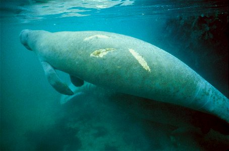 Image title: Underwater photo of manatee mammal with scar on skin
Image from Public domain images website, http://www.public-domain-image.com/full-image/fauna-animals-public-domain-images-pictures/man