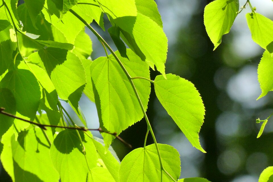 Plant tree the environment