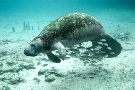 Image title: Underwater photography of fish and manatee Image from Public domain images website, http://www.public-domain-image.com/full-image/fauna-animals-public-domain-images-pictures/manatee-pictu photo