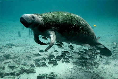 Image title: Underwater photography of mammal manatee Image from Public domain images website, http://www.public-domain-image.com/full-image/fauna-animals-public-domain-images-pictures/manatee-picture photo