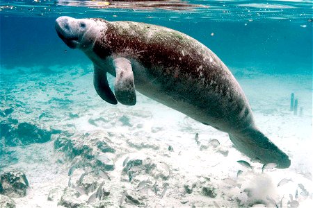 Image title: Underwater photography on endangered mammal specie manatee
Image from Public domain images website, http://www.public-domain-image.com/full-image/fauna-animals-public-domain-images-pictur