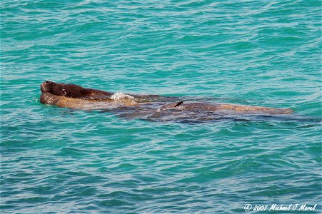 Scientific name:  Trichechus manatus
Common name Spanish:  Manatí antillano
Status:  Endangered
Listed on March 11, 1967 and December 2, 1970
Photo by Mike Morel
Location:  Puerto Rico

More informati