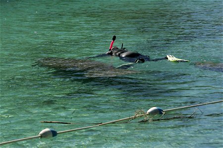 Image title: A snorkeler swims with florida manatee Image from Public domain images website, http://www.public-domain-image.com/full-image/fauna-animals-public-domain-images-pictures/manatee-pictures/ photo