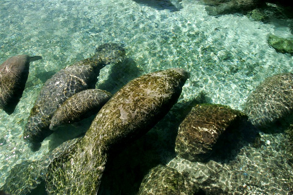 Image title: Aquatic mammals manatee trichechus manatus latirostris
Image from Public domain images website, http://www.public-domain-image.com/full-image/fauna-animals-public-domain-images-pictures/m