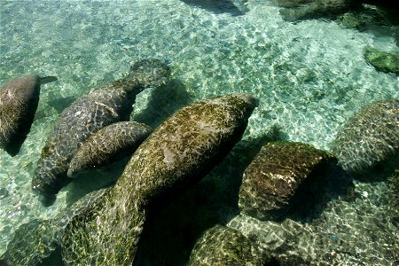 Image title: Aquatic mammals manatee trichechus manatus latirostris
Image from Public domain images website, http://www.public-domain-image.com/full-image/fauna-animals-public-domain-images-pictures/m
