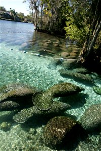 Image title: Florida manatee in lake Image from Public domain images website, http://www.public-domain-image.com/full-image/fauna-animals-public-domain-images-pictures/manatee-pictures/florida-manatee photo