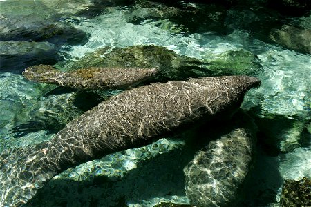 Image title: Florida manatee animals in warm sprigs water Image from Public domain images website, http://www.public-domain-image.com/full-image/fauna-animals-public-domain-images-pictures/manatee-pic photo