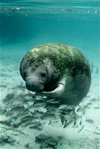 Image title: Manatee trichechus manatus latirostris close up underwater photo
Image from Public domain images website, http://www.public-domain-image.com/full-image/fauna-animals-public-domain-images-