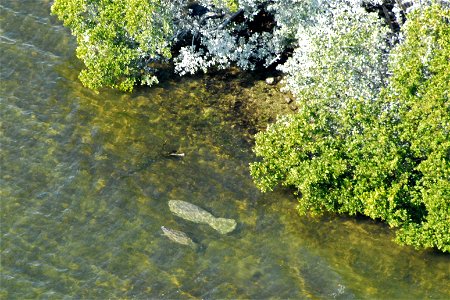Manatees in Biscayne National Park