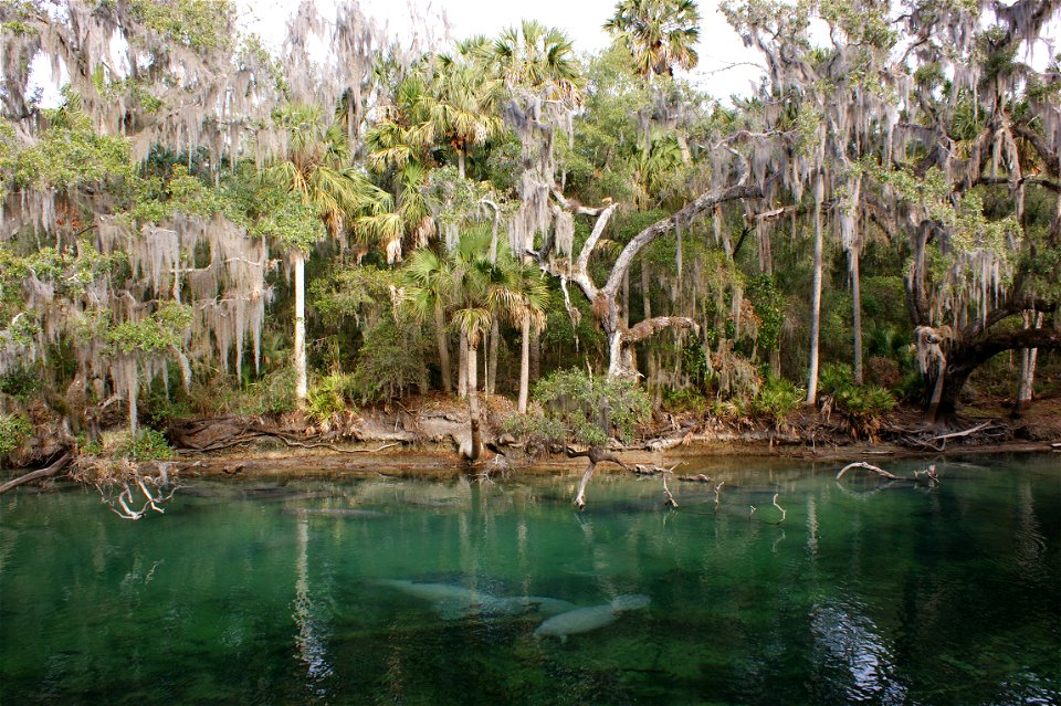 Manatees at Blue Spring State Park.