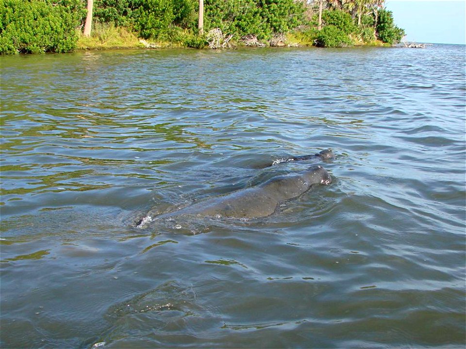 Two Manatee swimming in Mosquito Lagoon, near the Haulover Canal.  September 9, 2006