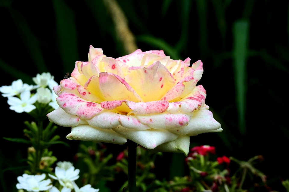 Petals plants black rose