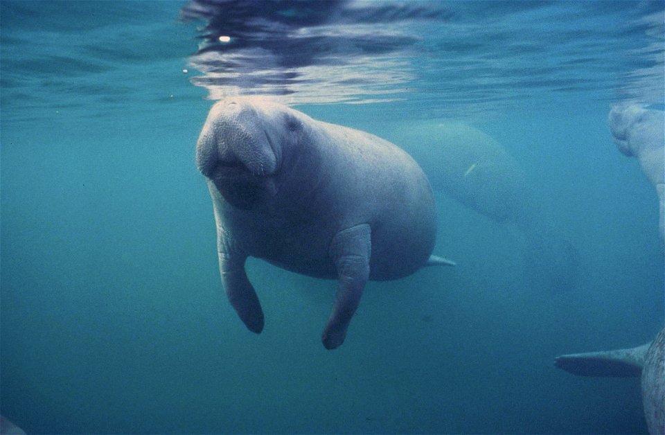 Image title: Trichechus manatus latirostris underwater manatee
Image from Public domain images website, http://www.public-domain-image.com/full-image/fauna-animals-public-domain-images-pictures/manate