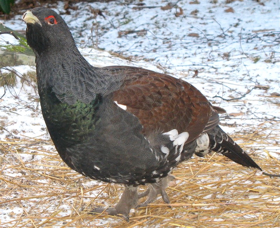 Capercaillie (Tetero urogallus)