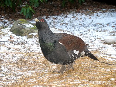 Capercaillie (Tetero urogallus)