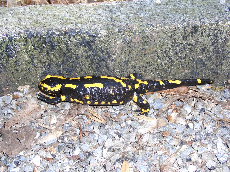 salamandra salamandra, Switzerland, Adliswil