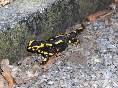 salamandra salamandra, Switzerland, Adliswil