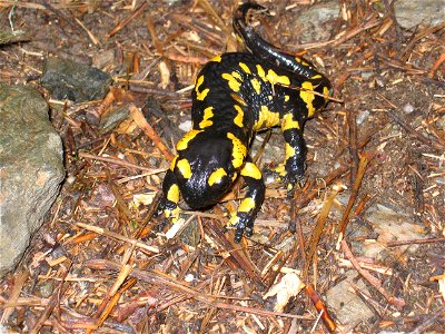 Fire salamander found near Queralbs (Spanish Pyrenees)