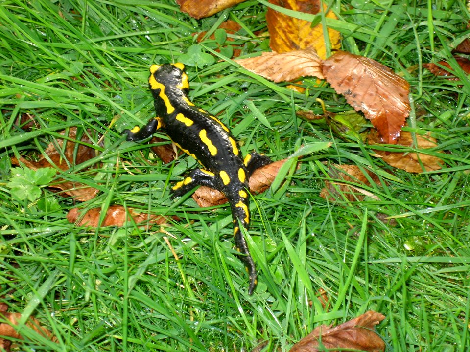 a salamander in Normandy