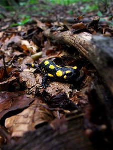 Photo of the Fire Salamander taken in Nieznajowa (Poland).