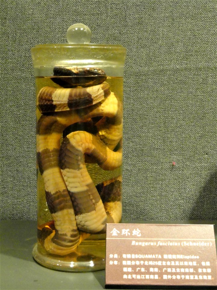 Preserved specimens in the Kunming Natural History Museum of Zoology (昆明动物博物馆), Kunming, Yunnan, China.
