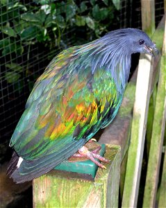 Bristol.zoo.nicobar.pigeon.arp