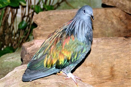 Caloenas nicobarica - Kragentaube2