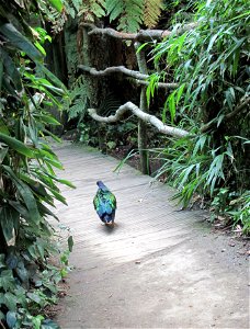 Durrell Wildlife Park, Jersey, August 2013