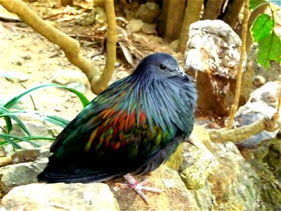 The Nicobar pigeon in the aviary of the Hong Kong Ocean Park