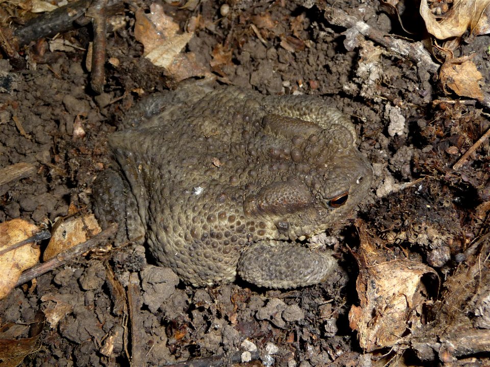 The common toad or european toad (Bufo bufo). Ukraine. Example of an excellent camouflage to a background