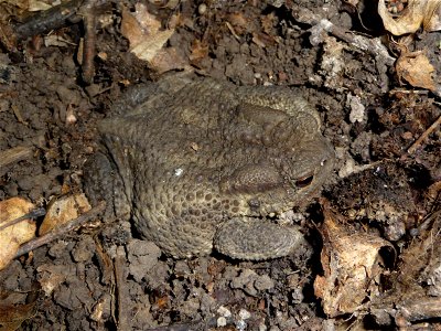 The common toad or european toad (Bufo bufo). Ukraine. Example of an excellent camouflage to a background