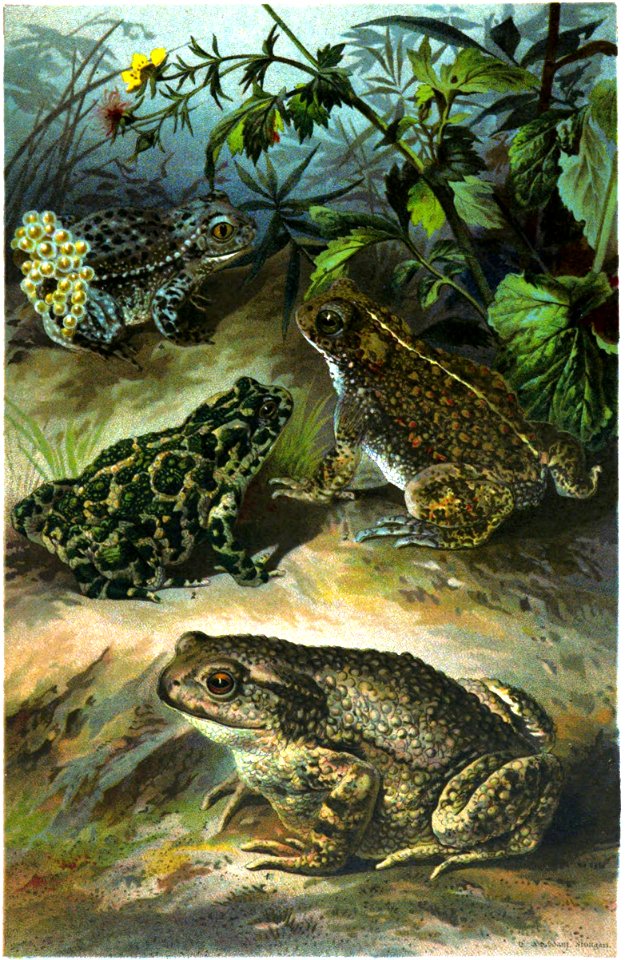 1. Graue Erdkröte (Bufo vulgaris). 2. Grüne Kröte (Bufo viridis). 3. Kreuzkröte (Bufo calamita). 4. Geburtshelferkröte (Alytes obstetricans).