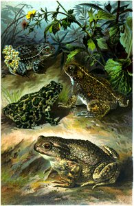 1. Graue Erdkröte (Bufo vulgaris). 2. Grüne Kröte (Bufo viridis). 3. Kreuzkröte (Bufo calamita). 4. Geburtshelferkröte (Alytes obstetricans).