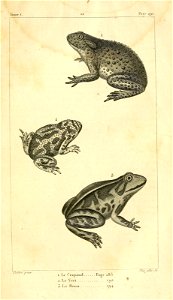 English:  
1. The Common toad(Bufo bufo)
2. The European green toad(Bufo viridis)

3. The Pelobates fuscusFrançais :  
1. Le Crapaud (Bufo bufo)
2. Le Vert (Bufo viridis)

3. 