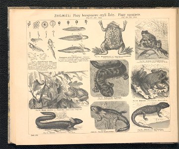 Atlas historji naturalnej : [zoologja, botanika, mineralogja, gieologja]