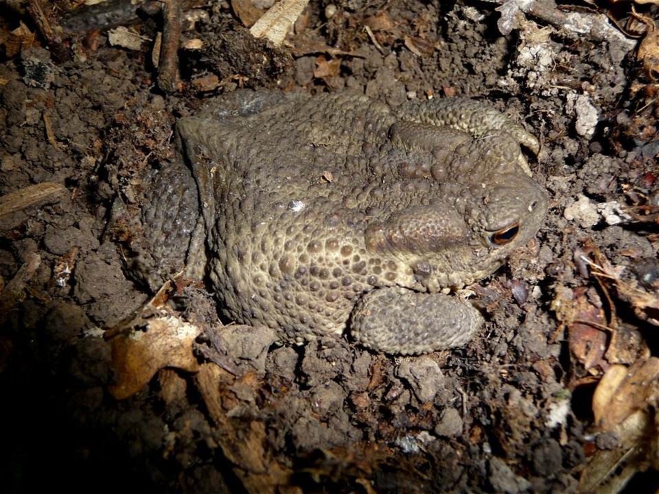 The common toad or european toad (Bufo bufo). Ukraine. Example of an excellent camouflage to a background