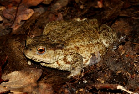 Common toad or european toad (Bufo bufo). Ukraine. photo