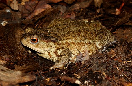 Common toad or european toad (Bufo bufo). Ukraine. photo