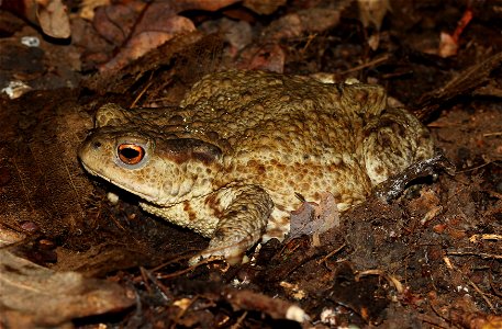 Common toad or european toad (Bufo bufo). Ukraine.