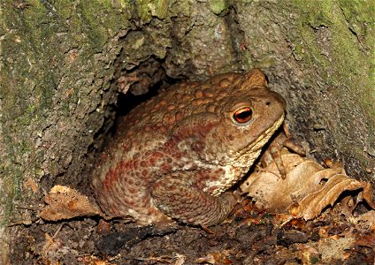 Common toad or european toad (Bufo bufo) in the roots of hornbeam (Carpinus betulus). Ukraine.
